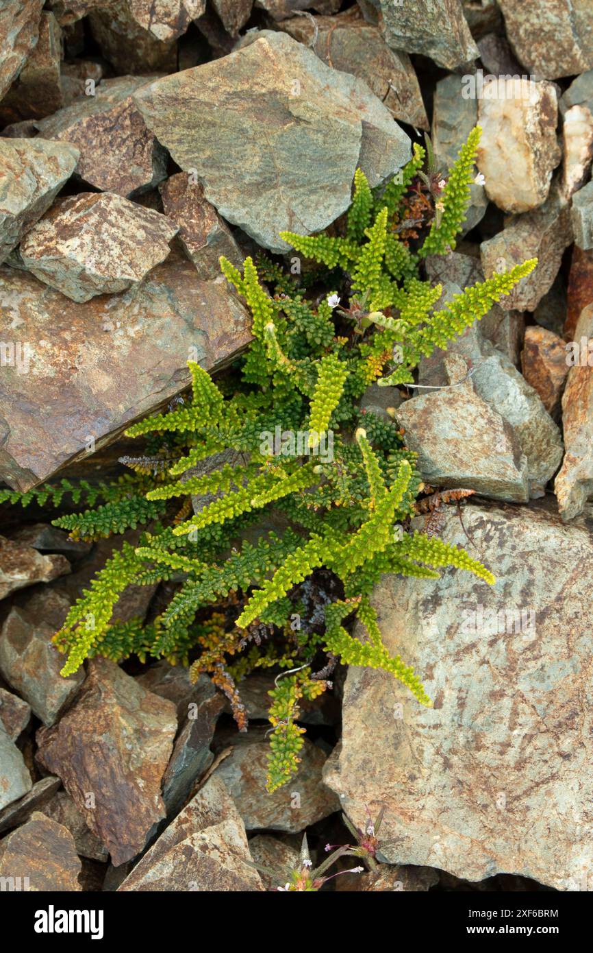 Spitzlippenfarn (Myriopteris gracillima) entlang des Pacific Crest National Scenic Trail, Klamath National Forest, Kalifornien Stockfoto