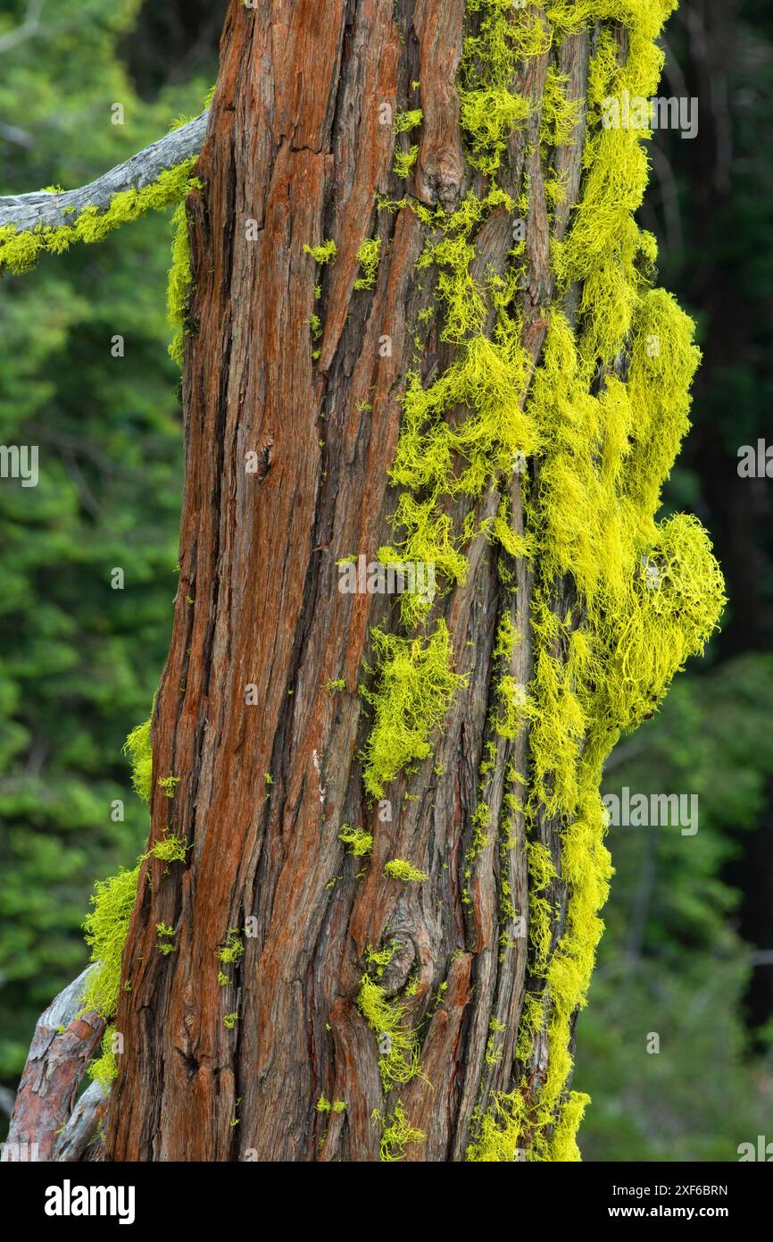 Räucherkedern (Calocedrus decurrens) entlang des Pacific Crest National Scenic Trail, Klamath National Forest, Kalifornien Stockfoto