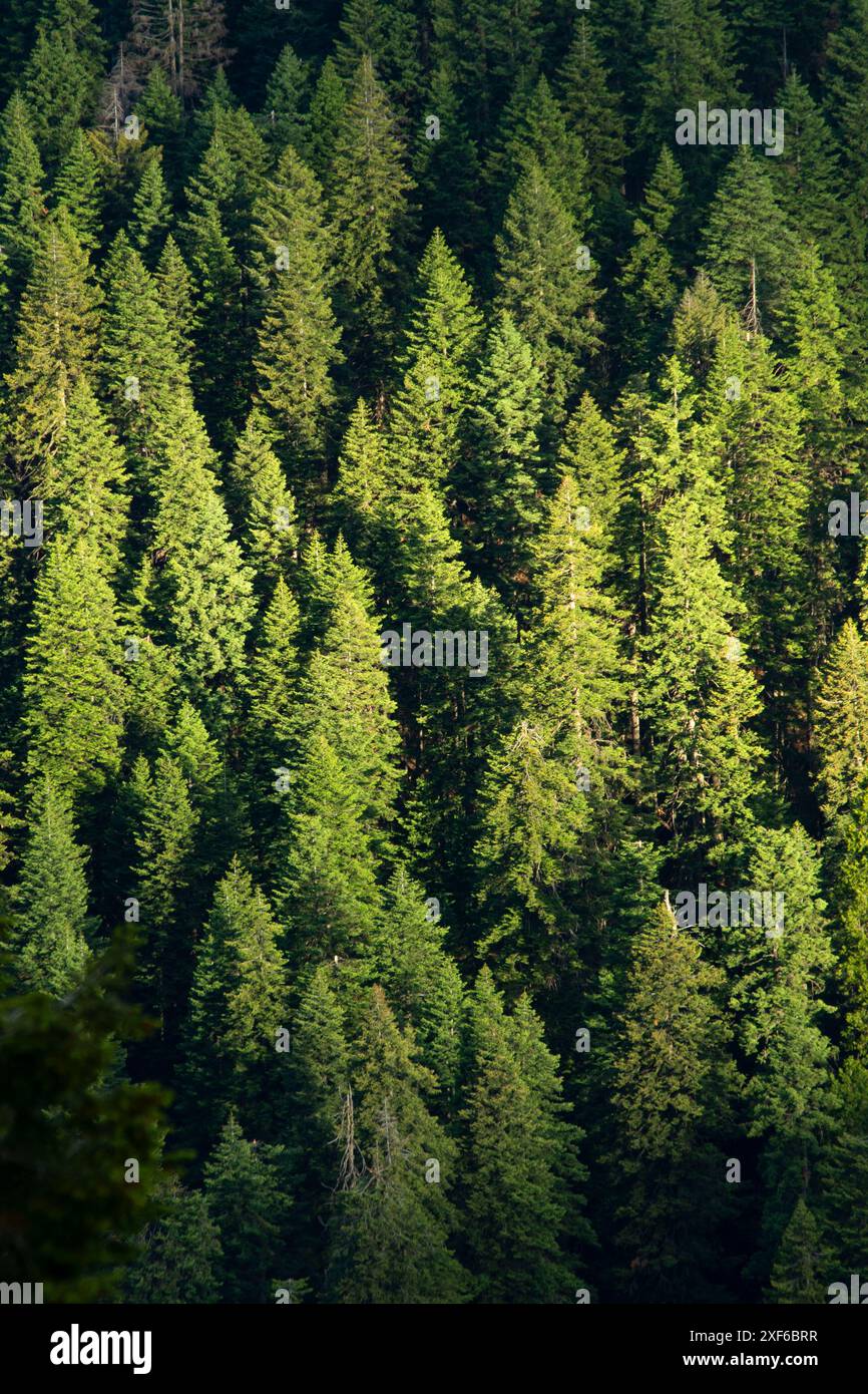 Wald vom Pacific Crest National Scenic Trail, Klamath National Forest, Kalifornien Stockfoto