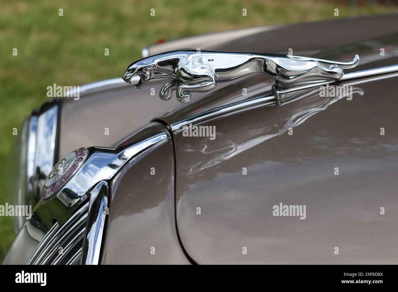 Mark II 3,8-Liter-Jaguar-Limousine, Nahaufnahme des berühmten Maskottchens mit springender Katzenhaube, das 1955 nach dem ursprünglichen Design von F. Gordon Crosby neu gestaltet wurde. Stockfoto
