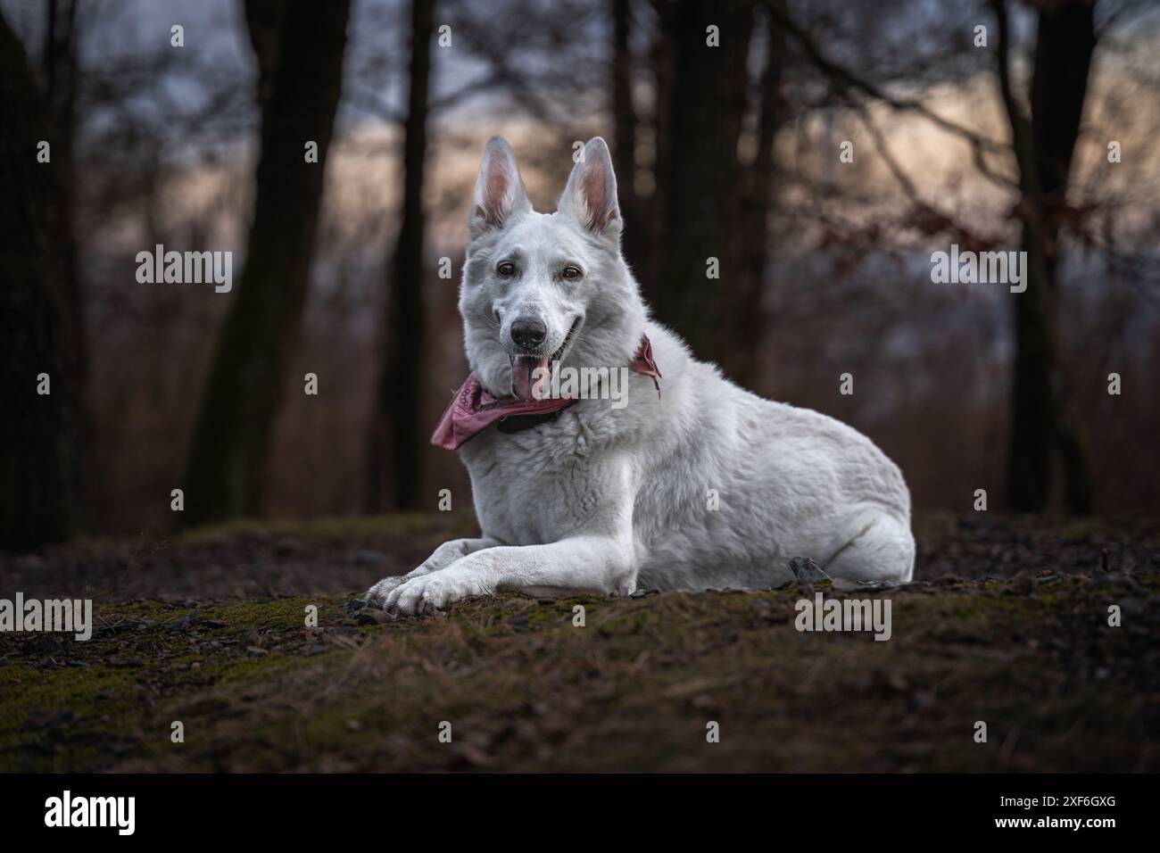 Weiße Königin Freya posiert. Schönes und ruhiges flauschiges Schweizer Schäferhund-Portrait. Hund ist wirklich der beste Freund des Menschen. Stockfoto