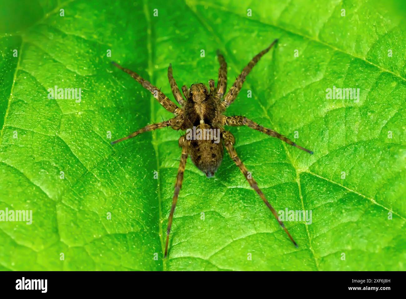 Gefleckte Wolfsspinne (Pardosa amentata) weiblich auf einem grünen Blatt Stockfoto