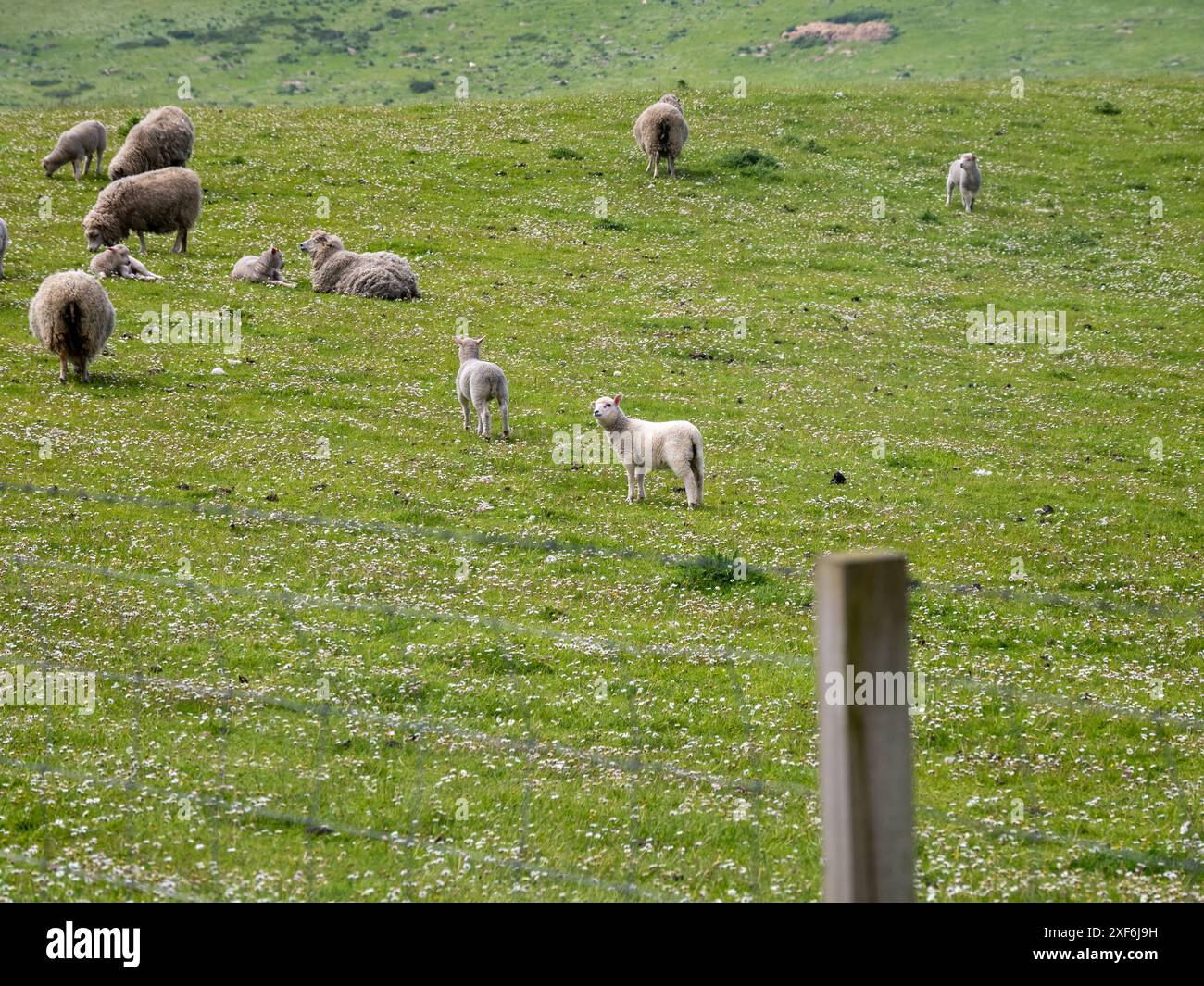 Shetland-Landschaft mit Schafen, Großbritannien Stockfoto