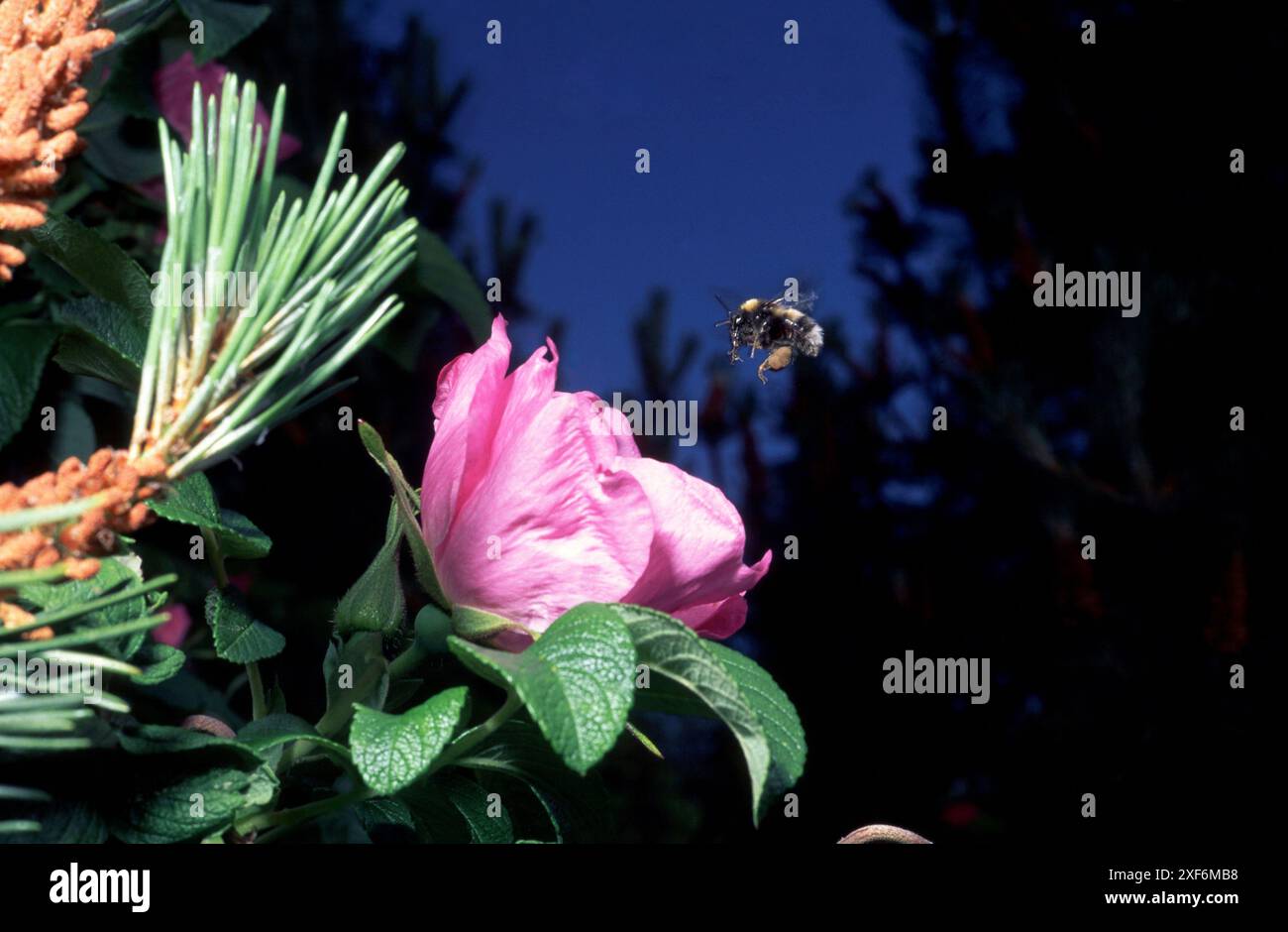 Hummel bei Hagebuttenblüte Stockfoto
