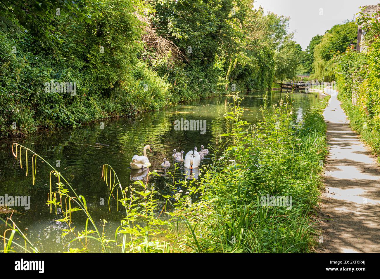 Eine Familie von Schwänen und Zygneten in der Nähe von Bowbridge Lock auf der Stroudwater Navigation in den Stroud Valleys, Gloucestershire, England, Großbritannien Stockfoto