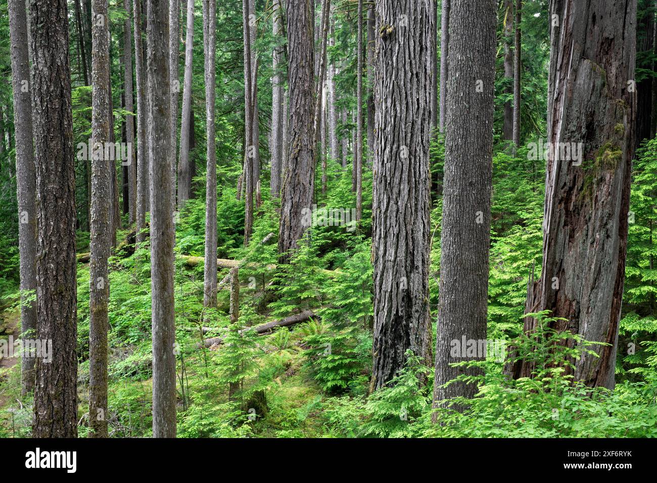 WA24965-00...... WASHINGTON – Mischwald entlang des Baker Lake Trail, Mount Baker Snoqualmie National Forest. . Stockfoto