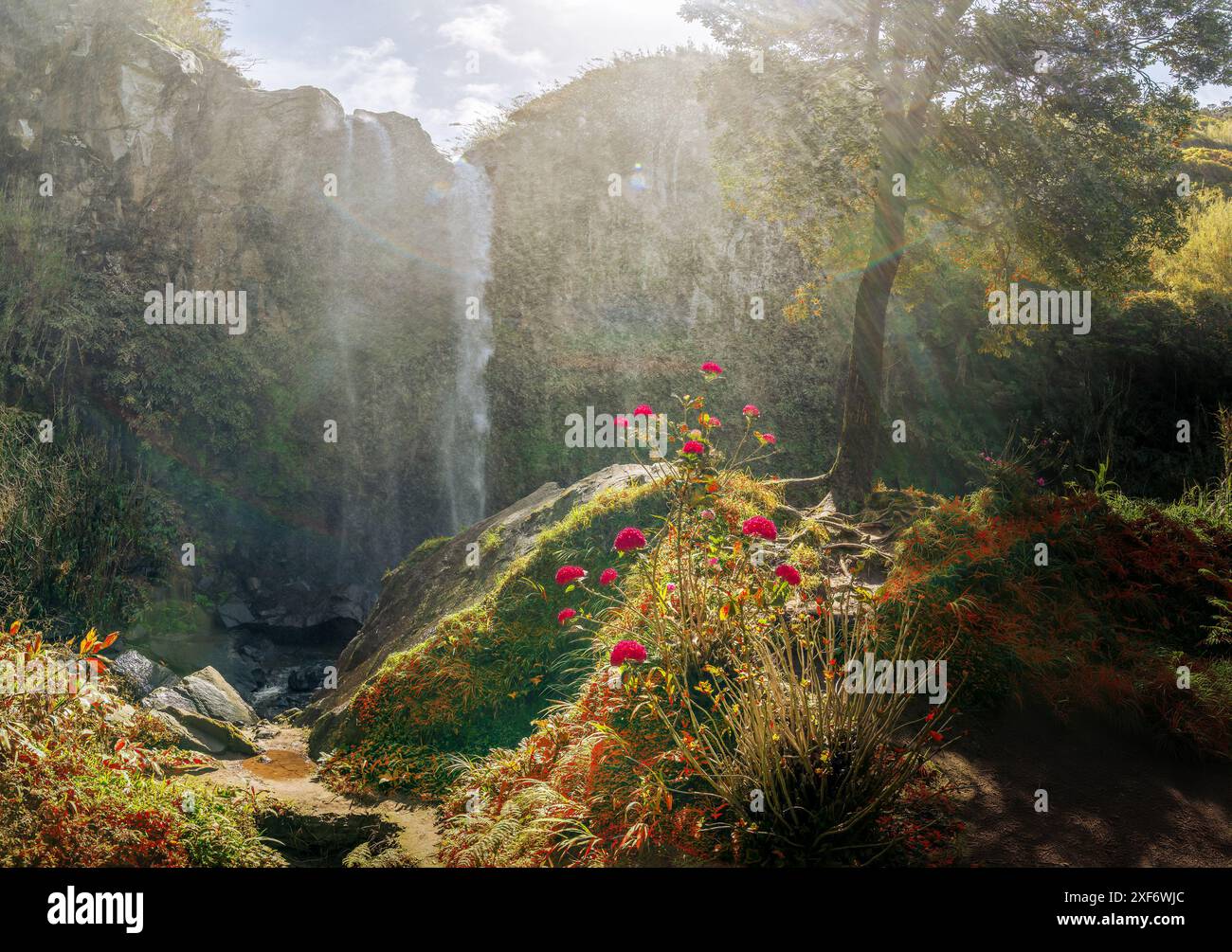 Der Wasserfall Salto da Farinhas, ein verstecktes Juwel in den üppigen Wäldern von Sao Miguel, Azoren, Portugal Stockfoto