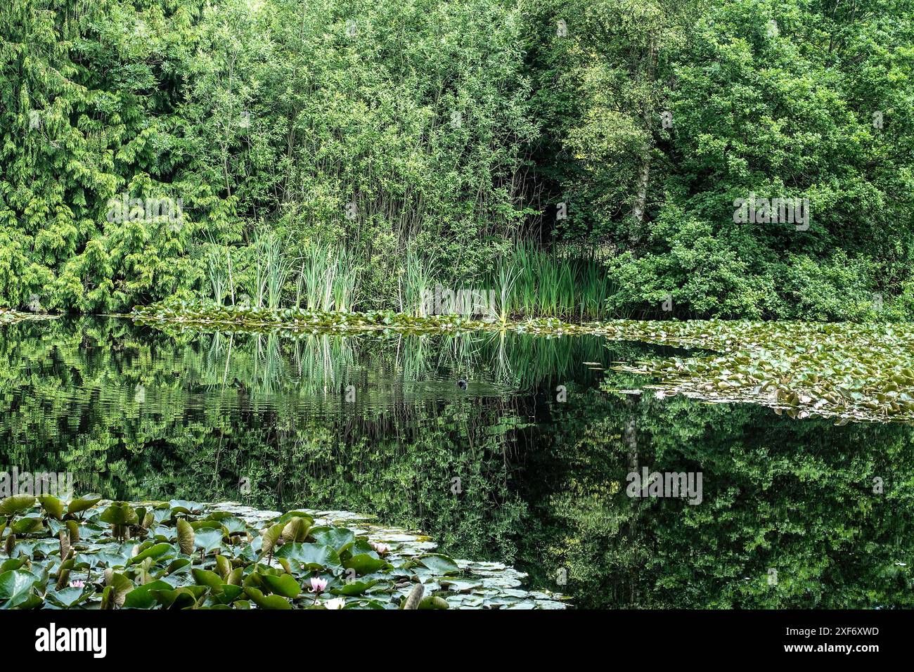 Üppiger grüner Wald, der sich an einem sonnigen Sommertag in einem ruhigen Seerosenteich spiegelt Stockfoto