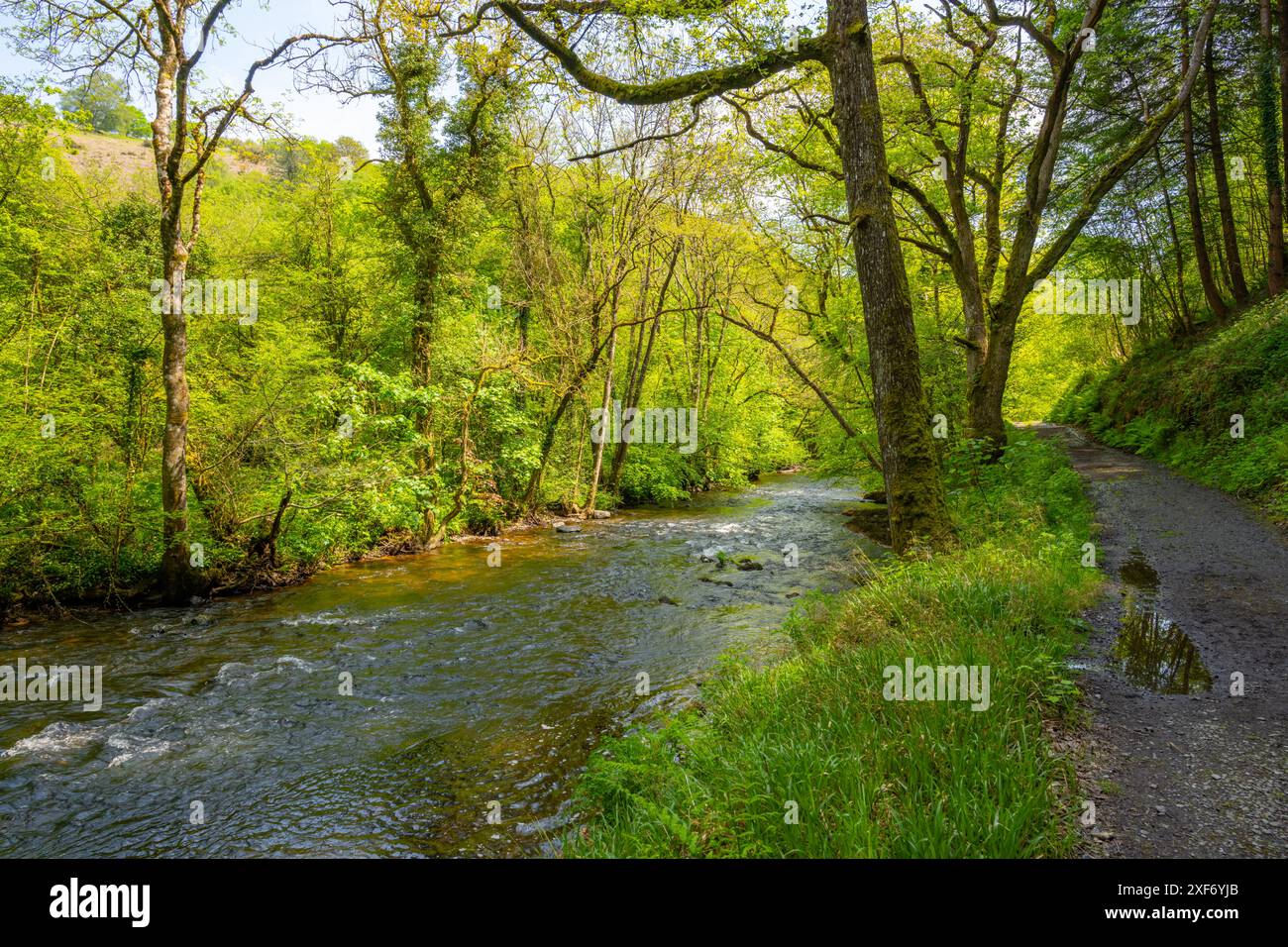 Wald am Ufer des Flusses Teign in der Nähe der Steps Bridge, Dunsford, Devon. Stockfoto