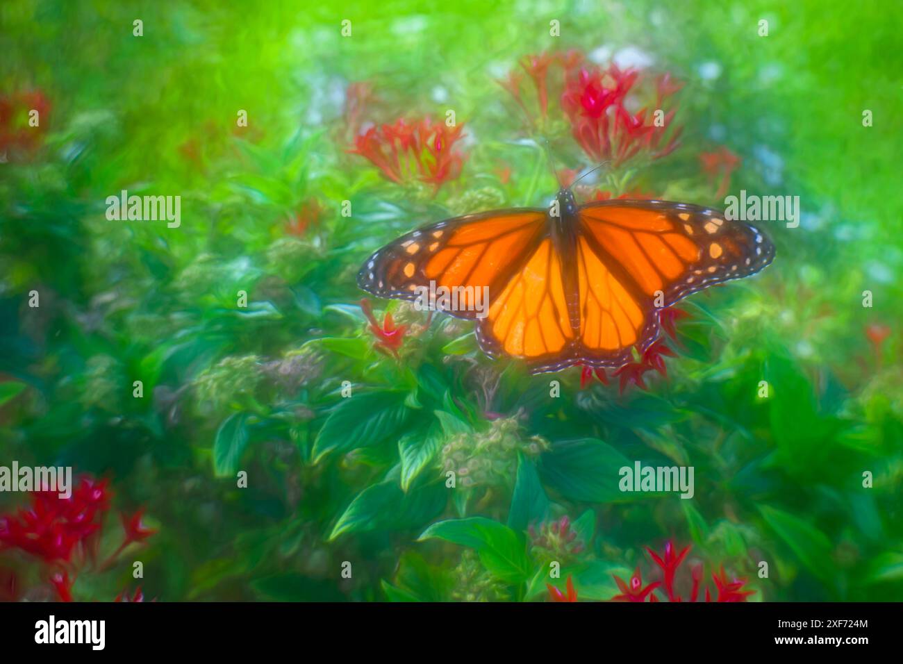 Weiches und diffuses Kunstbild eines Schmetterlings, der auf einigen Blumen aufleuchtet. Stockfoto