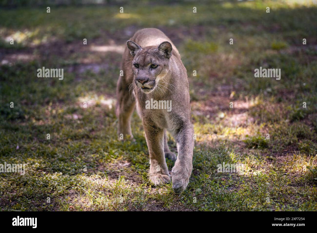 Florida Cougar oder Panther, die einen Schritt auf dem Gras machen. Stockfoto