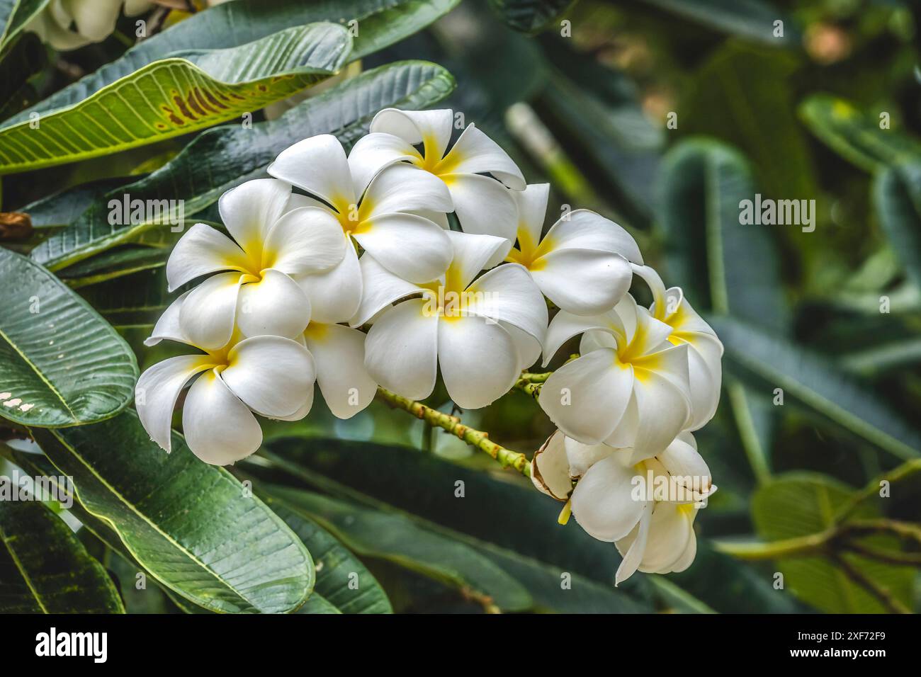 Frangipani Plumeria, Waikiki, Honolulu, Hawaii. Plumeria-Blüten machen duftende schöne Leis. Stockfoto