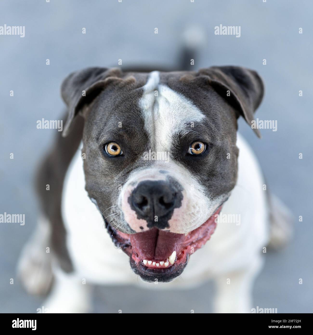 Großer Kopf, Pitbull-Rasse Hund, der in die Kamera für ein Outdoor-Porträt blickt Stockfoto