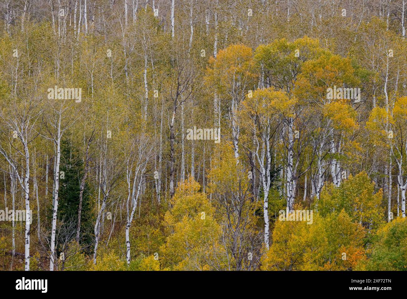 USA, Idaho, Liberty. Nerk Creek, Highway 36, Aspen Haine mit goldenen Blättern im Herbst Stockfoto
