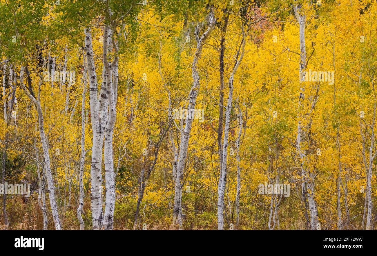 USA, Idaho, Liberty. Nerk Creek, Highway 36, Aspen Haine mit goldenen Blättern im Herbst Stockfoto