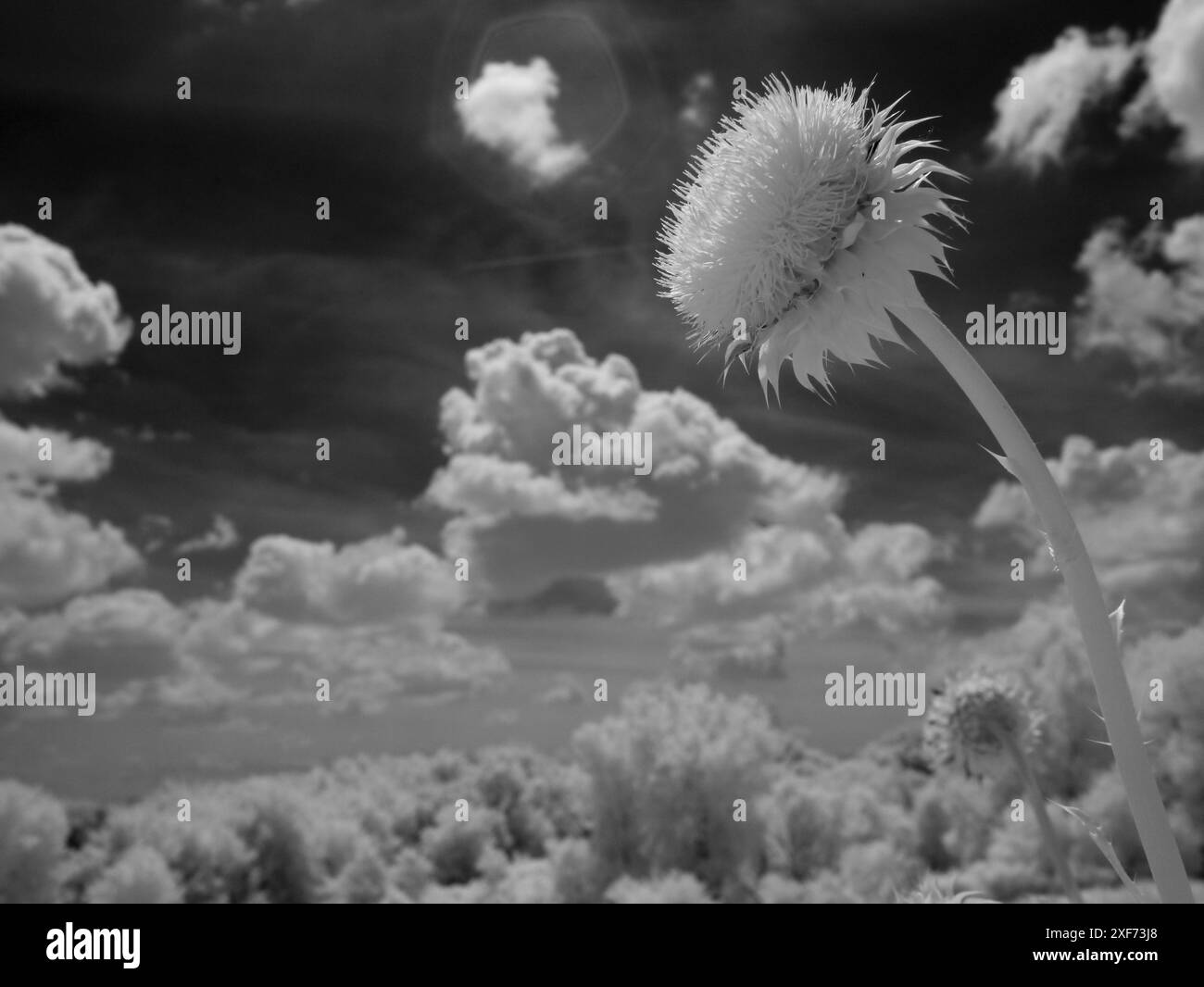 Infrarot der Distelblume, Minnesota River Valley Wildlife Refuge, Zentrum von Minnesota Stockfoto