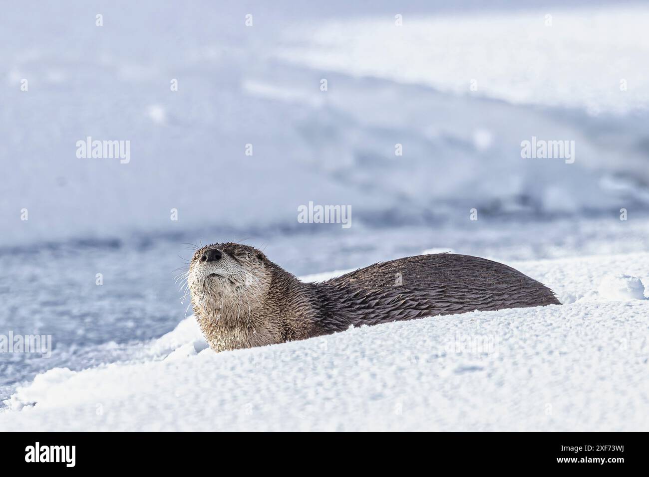 Flussotter im Schnee im Lamar Valley von Yellowstone Stockfoto