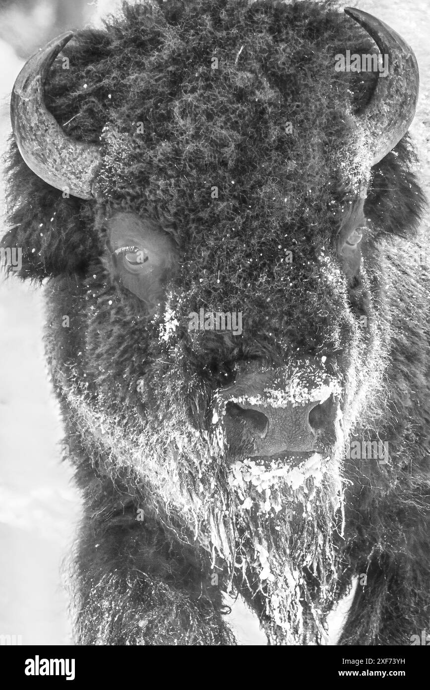 Buffalo im Winter in der Northern Range des Yellowstone National Park Stockfoto