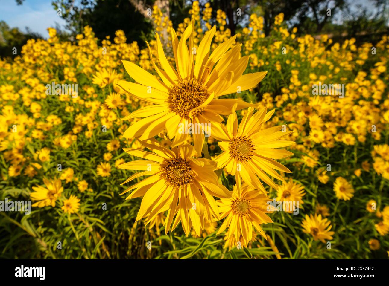 USA, New Mexico, Bernalillo County. Nahaufnahme von Sonnenblumen. Stockfoto