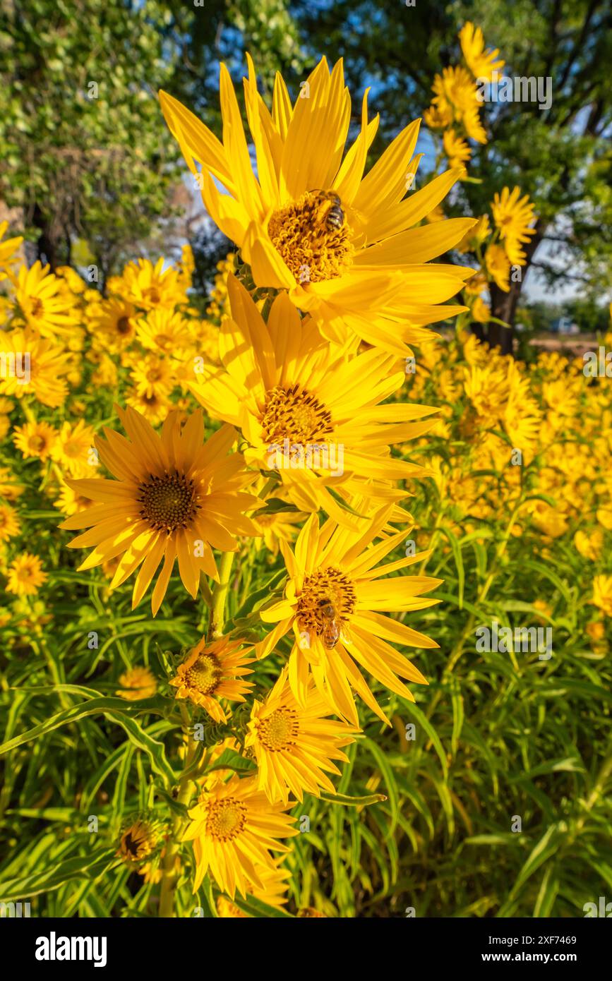 USA, New Mexico, Bernalillo County. Nahaufnahme der Honigbiene auf Sonnenblume. Stockfoto
