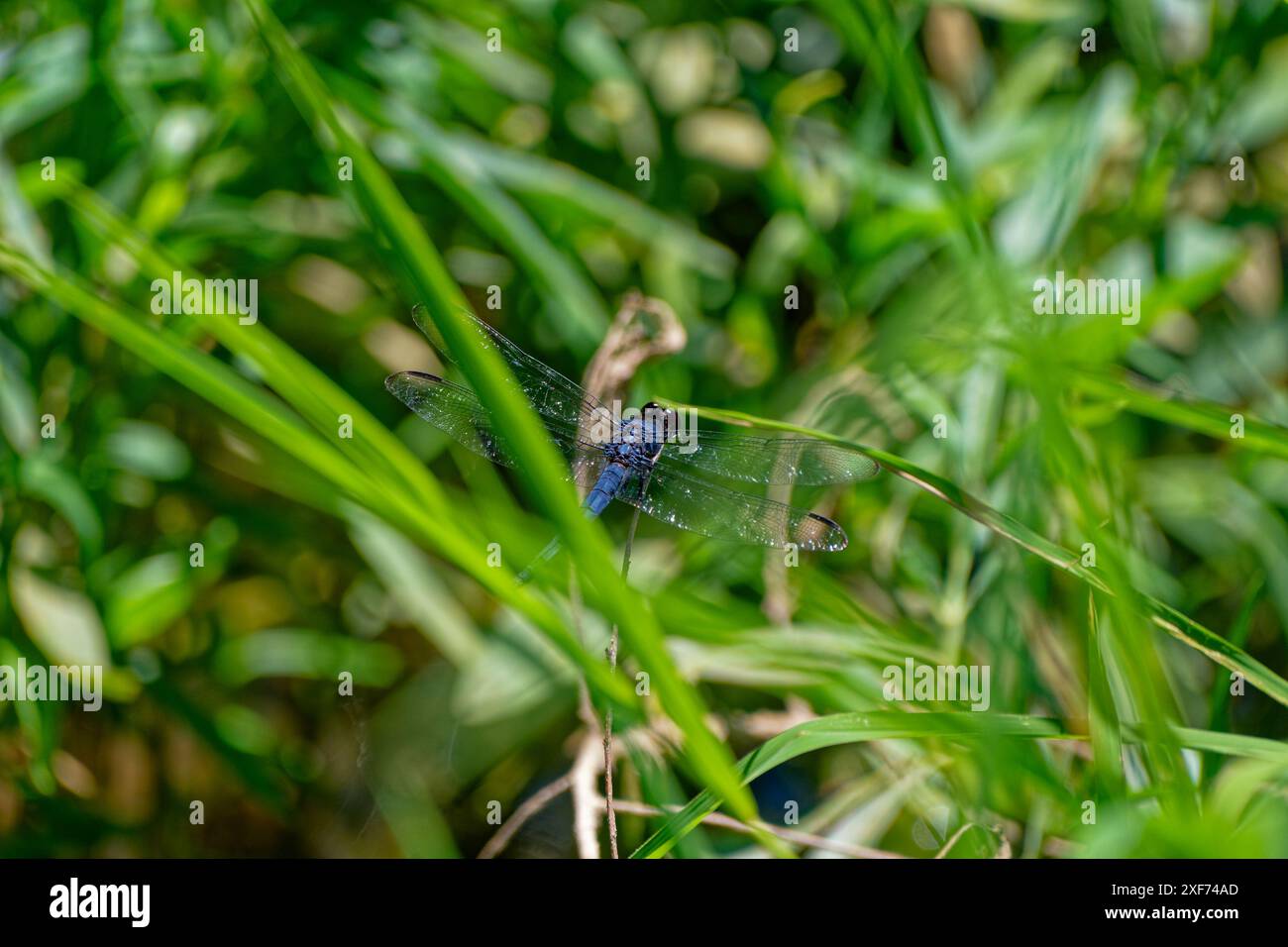 Große dunkelblaue Erwachsene Libelle, die auf einem Zweig liegt, der zwischen den Gräsern verborgen ist, aus der Nähe eines Sees an einem sonnigen Tag im Sommer Stockfoto
