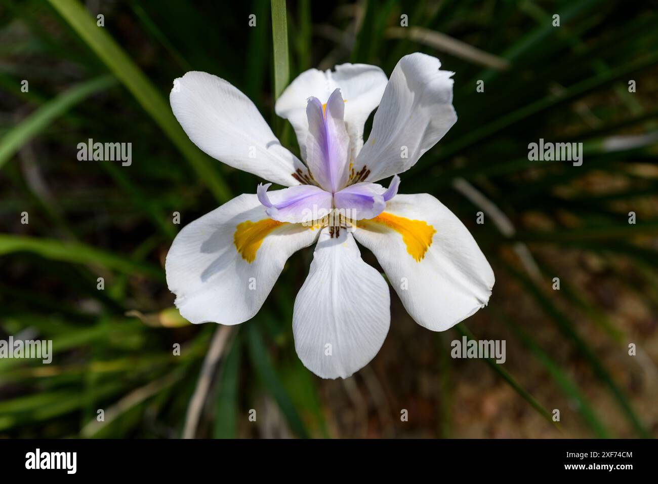 14 Tage lang im Sonnenlicht Stockfoto