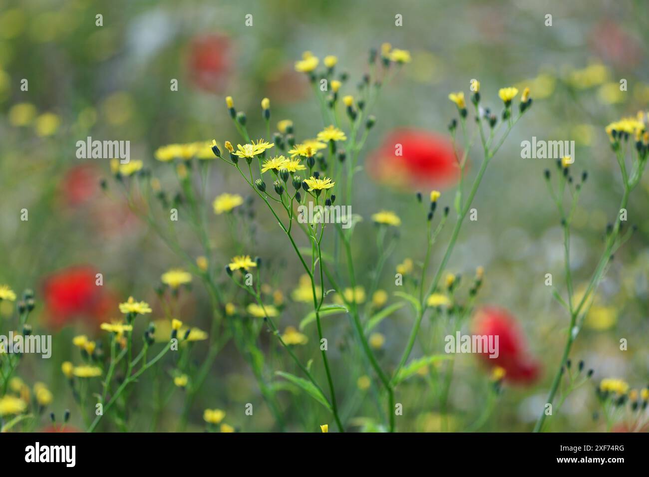 Glatte Hawksbartblüten (Crepis capillaris) mit Mohnblumen im Hintergrund. Stockfoto