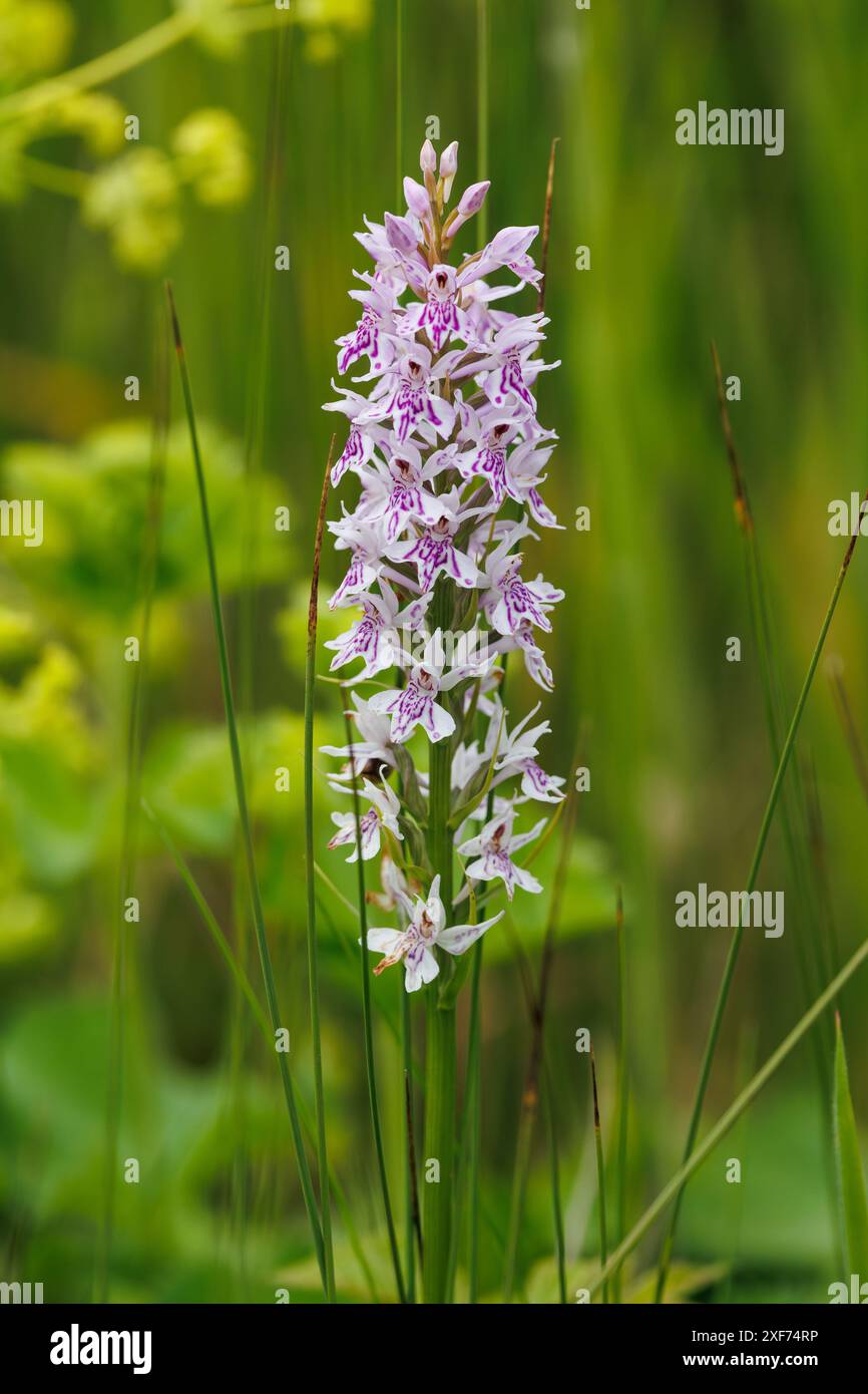 Dactylorhiza fuchsii) Blüte in einer natürlichen Umgebung. Stockfoto