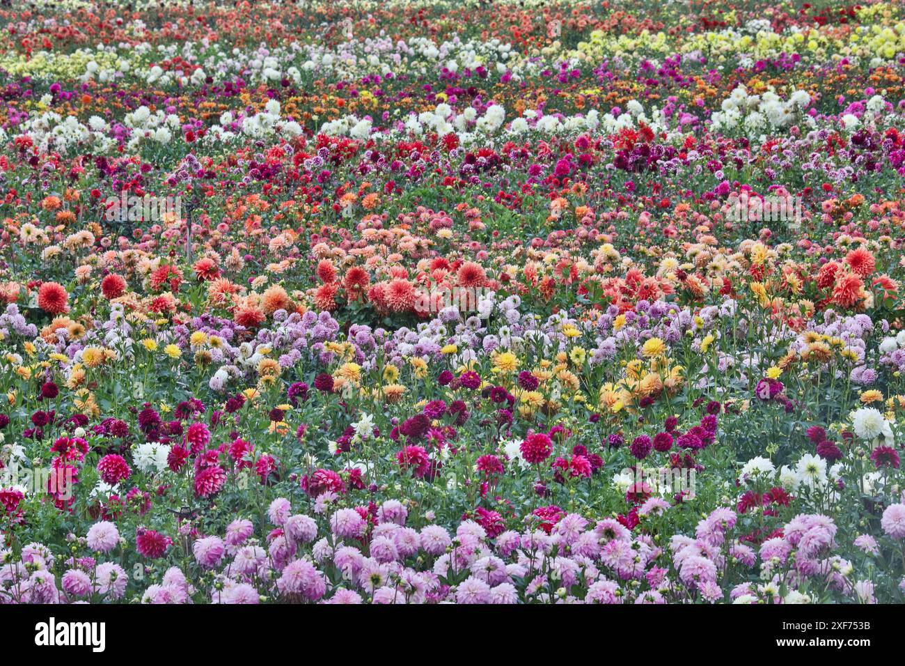 USA, Oregon, Wilsonville. Dahlienfeld-Schichten von bunten Dahlien Stockfoto