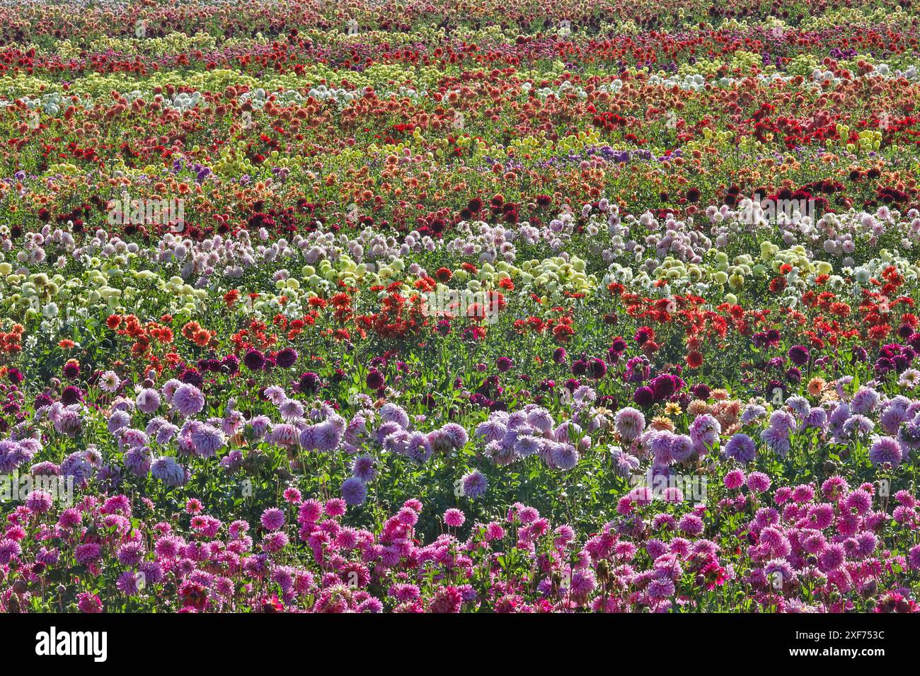 USA, Oregon, Wilsonville. Dahlienfeld-Schichten von bunten Dahlien Stockfoto