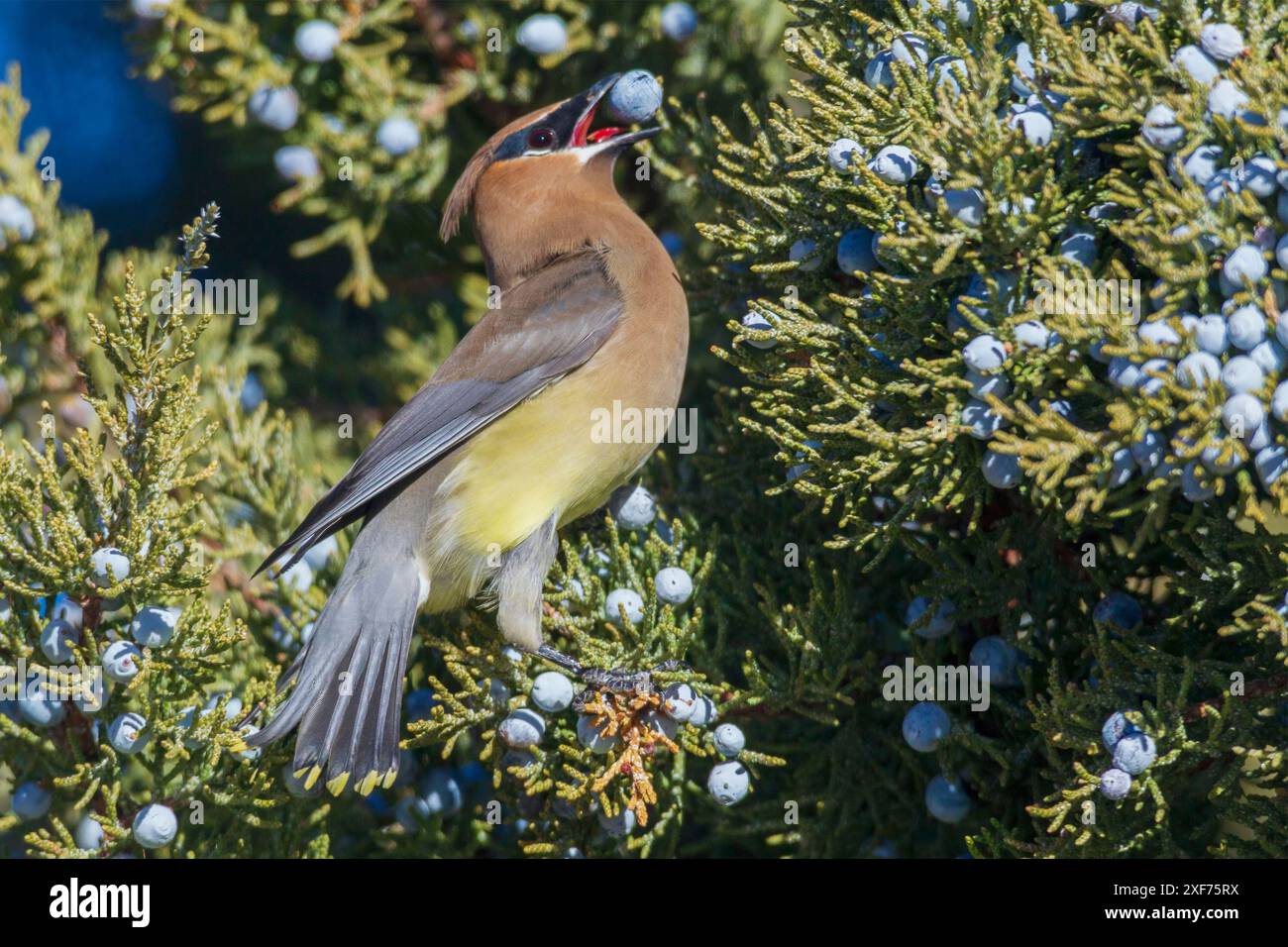 Cedar Wachswing schmeckt wacholder-Beeren im Hochwüstenland im Südosten von Oregon, USA Stockfoto