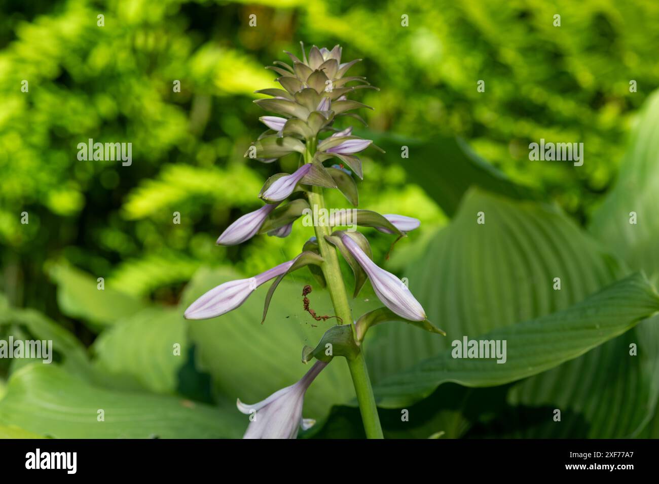 Nahaufnahme einer Hosta (Frances Williams) Bananen-Lilie in Blüte Stockfoto