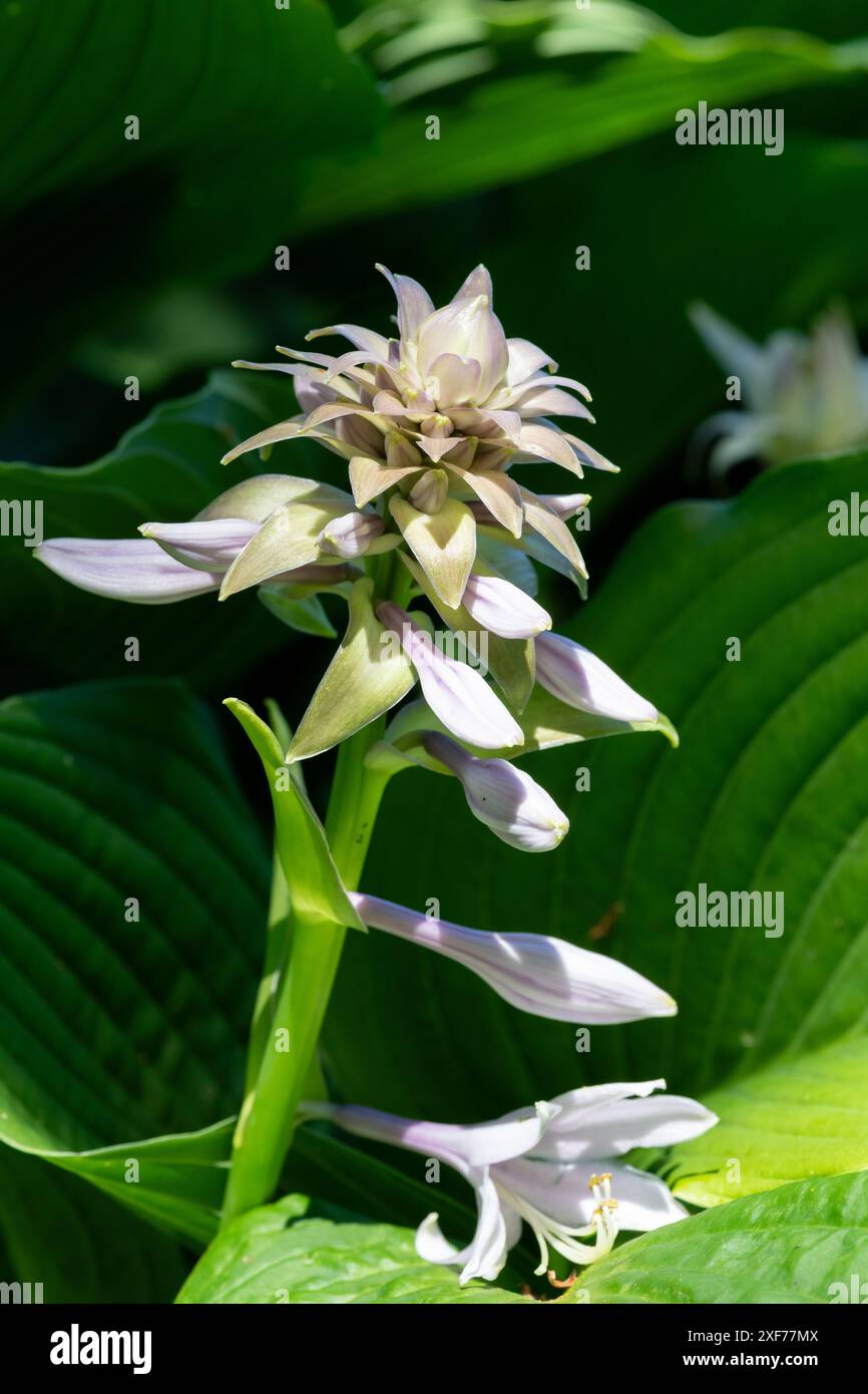 Nahaufnahme einer Hosta (Frances Williams) Bananen-Lilie in Blüte Stockfoto