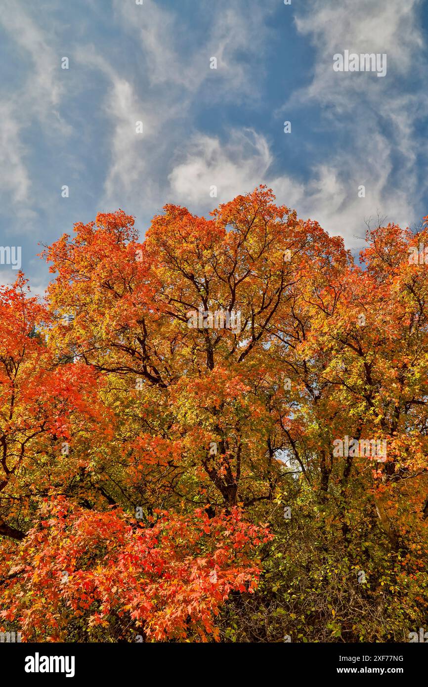 USA, Utah, Highway 89 Logan Canyon mit Canyon Maples in Herbstfarben Stockfoto