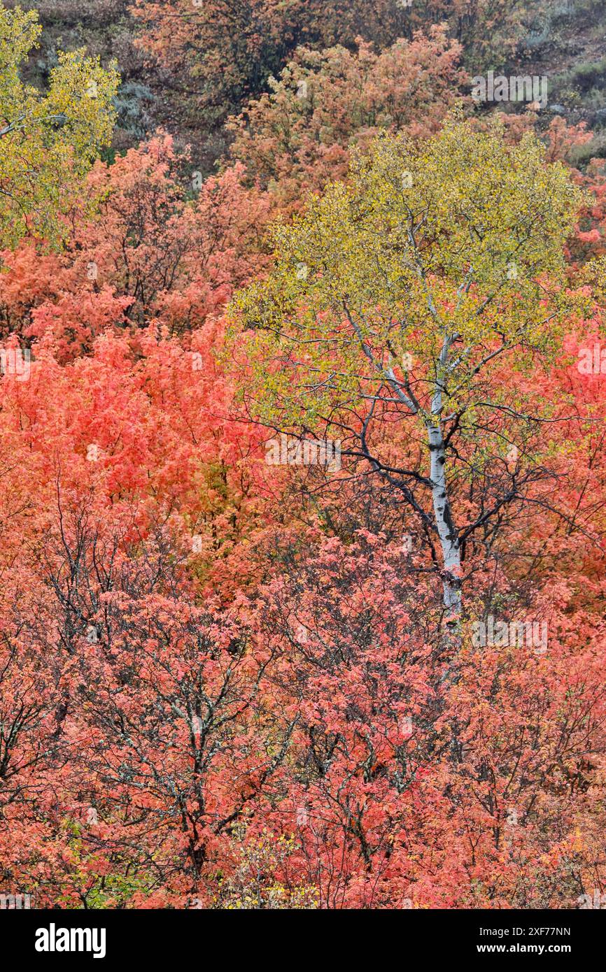 USA, Utah, Garden City. Bären Sie den See in Herbstfarben Rot, Gold auf Canyon Ahorn und Aspen Stockfoto