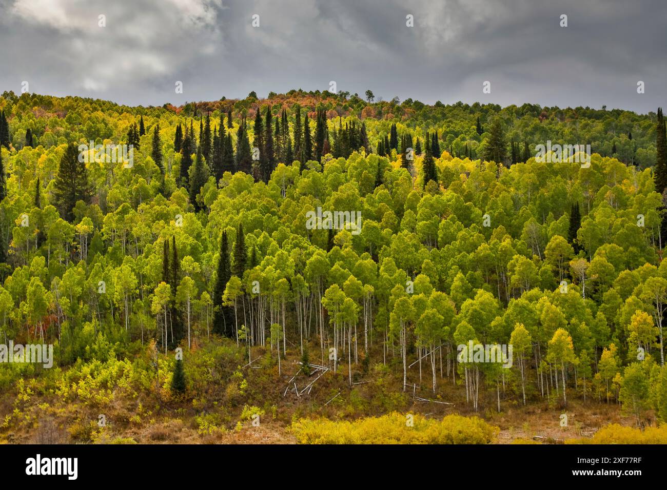 USA, Utah. Highway 89 Aspens und Evergreens in den Autumn Colors entlang der Autobahn nach Logan. Stockfoto