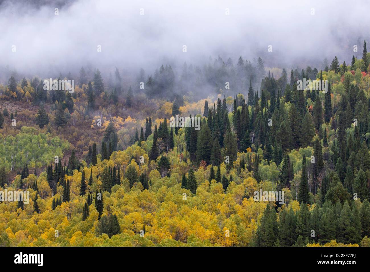 USA, Utah. Highway 89 Aspens und Evergreens in den Autumn Colors entlang der Autobahn nach Logan. Stockfoto