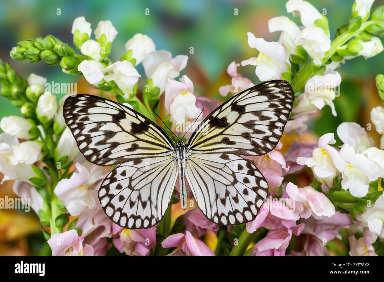 USA, Bundesstaat Washington, Sammamish. Schmetterling, tropischer Schmetterling der Paper Kite, Schwarz-weiß auf rosa und weißen Schnappdrachen Stockfoto