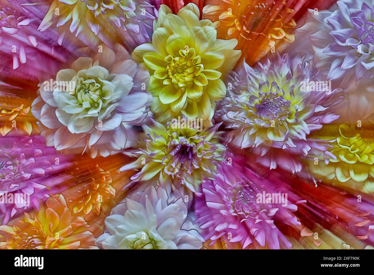 USA, Bundesstaat Washington, Sammamish. Dahlia gruppiert Blumenmuster und -Design Stockfoto