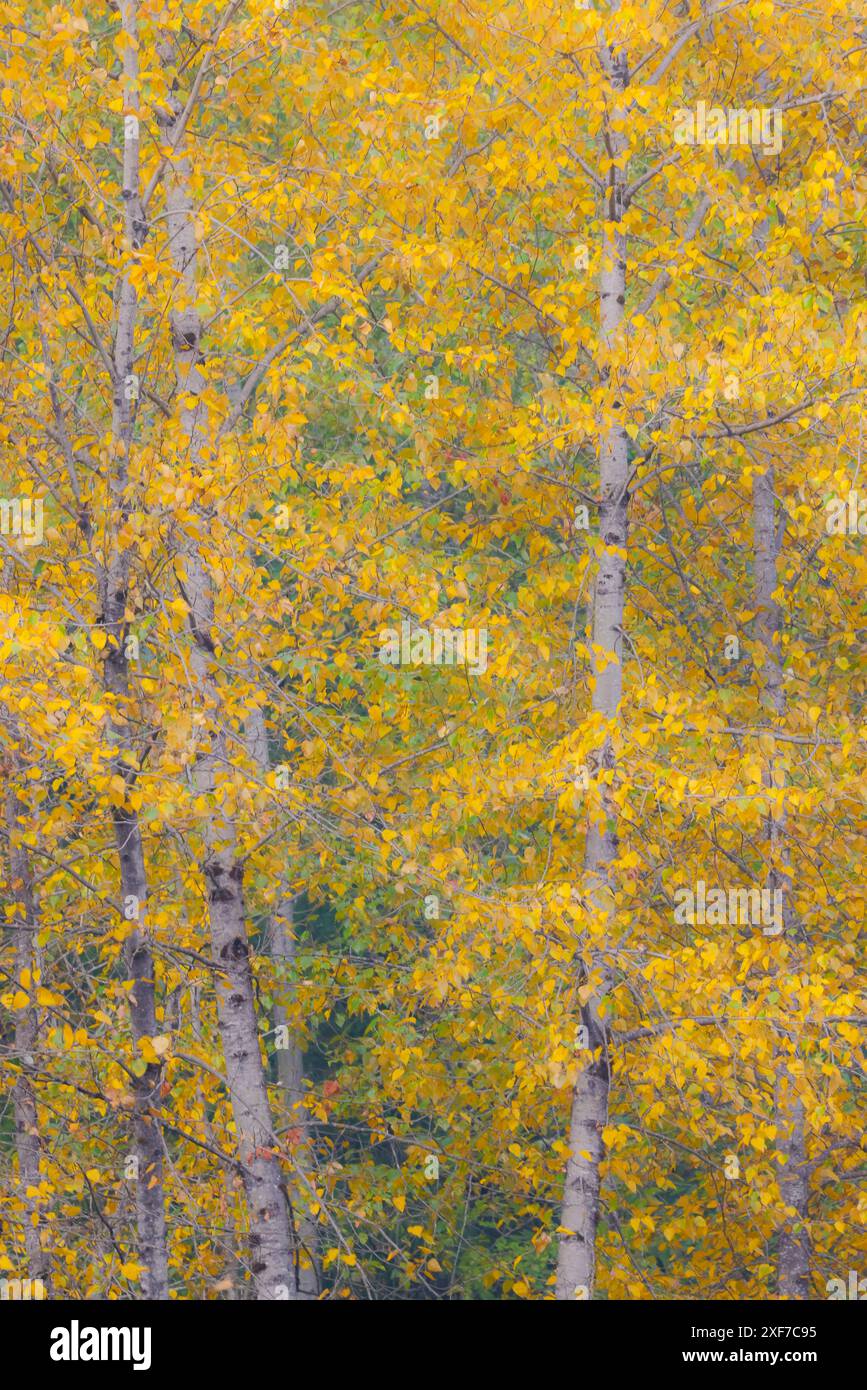 USA, Bundesstaat Washington, Preston. Goldene Herbstfarben mit Baumwollholzbäumen Stockfoto