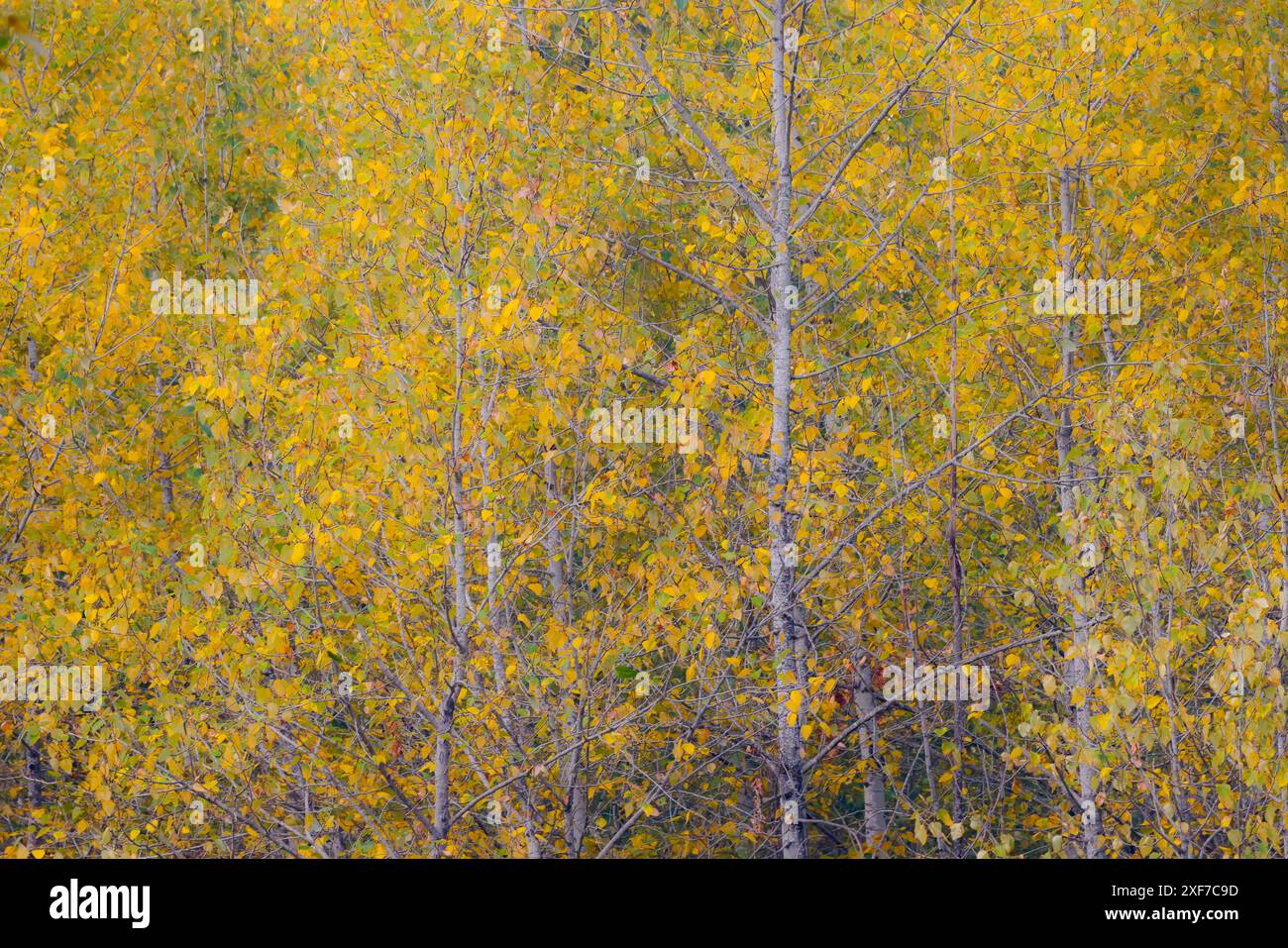 USA, Bundesstaat Washington, Preston. Goldene Herbstfarben mit Baumwollholzbäumen Stockfoto