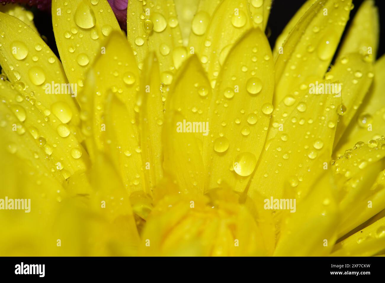 Eine Makroaufnahme einer gelben Blume mit etwas Wasser auf die Blütenblätter. Stockfoto