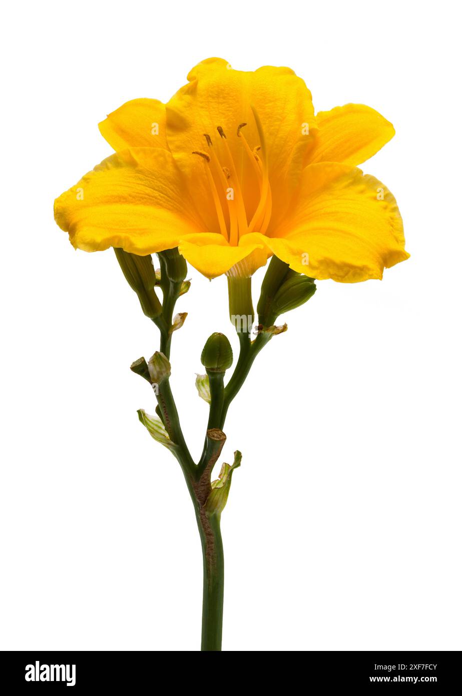 Gelber Tag Lilie auf weiß ausgeschnitten. Stockfoto