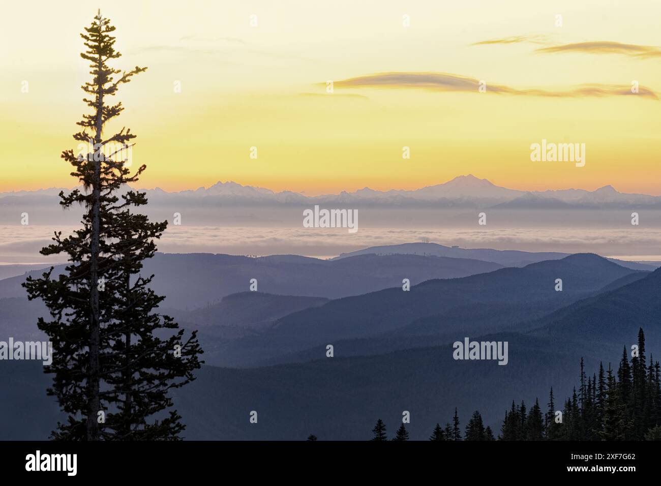 USA, Washington State, Olympic National Park. Blick von Hurricane Ridge vor Sonnenaufgang mit einem Baum im Vordergrund. Stockfoto