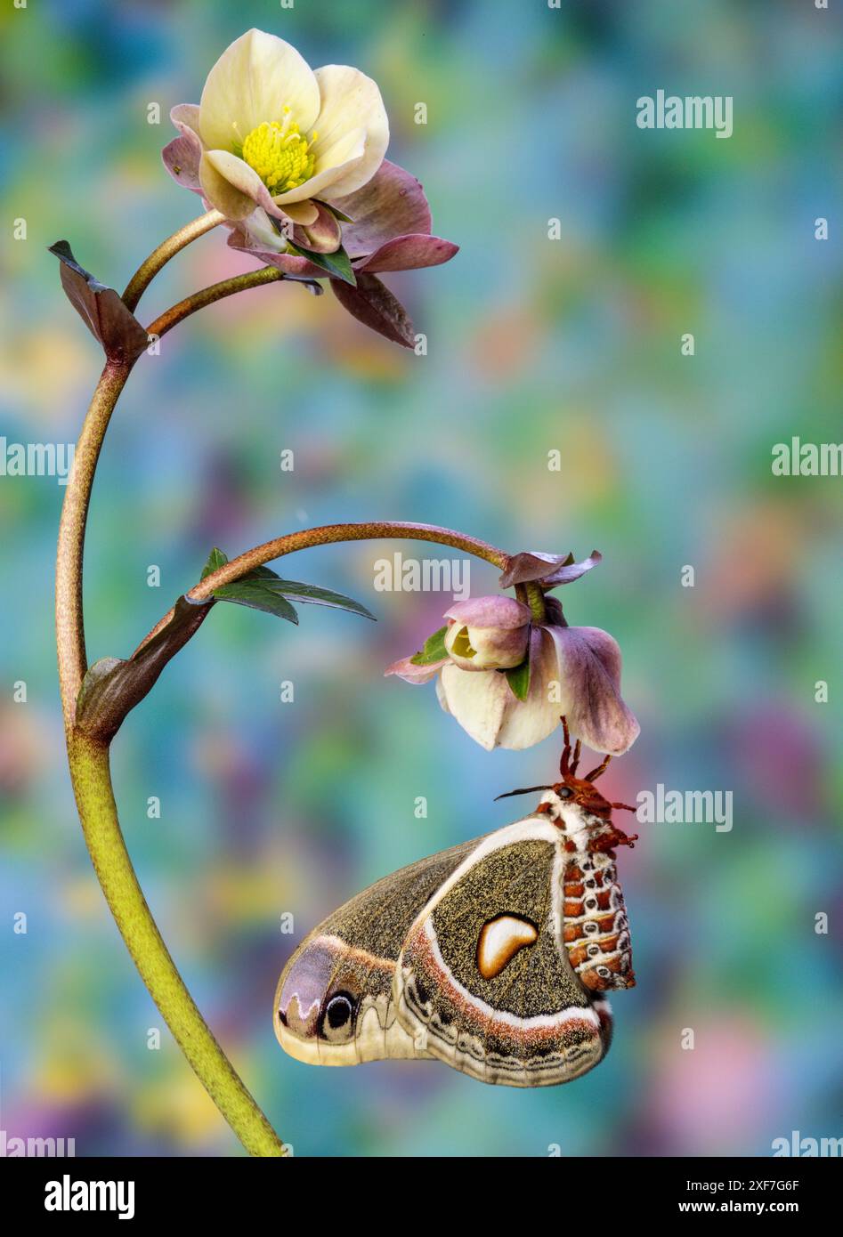 USA, Bundesstaat Washington, Sammamish. Weibliche Hyalophora Columbia hängt an der Blüte der Helikopterhöhle Stockfoto