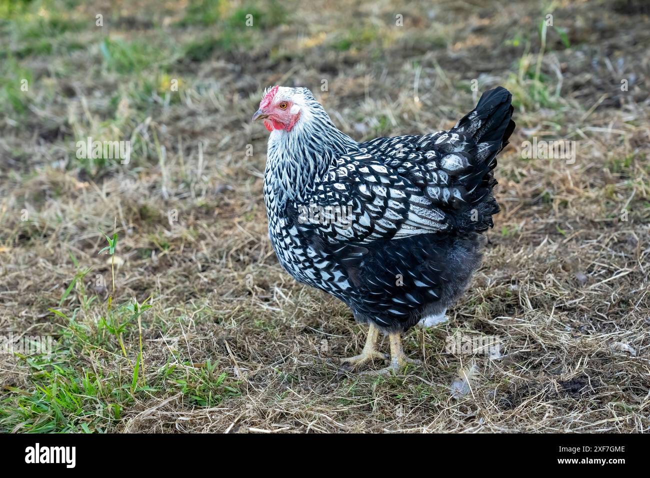 Chimacum, Bundesstaat Washington, USA. Freilaufendes schwarzes geschnürtes silbernes Wyandotte-Hühnchen Stockfoto