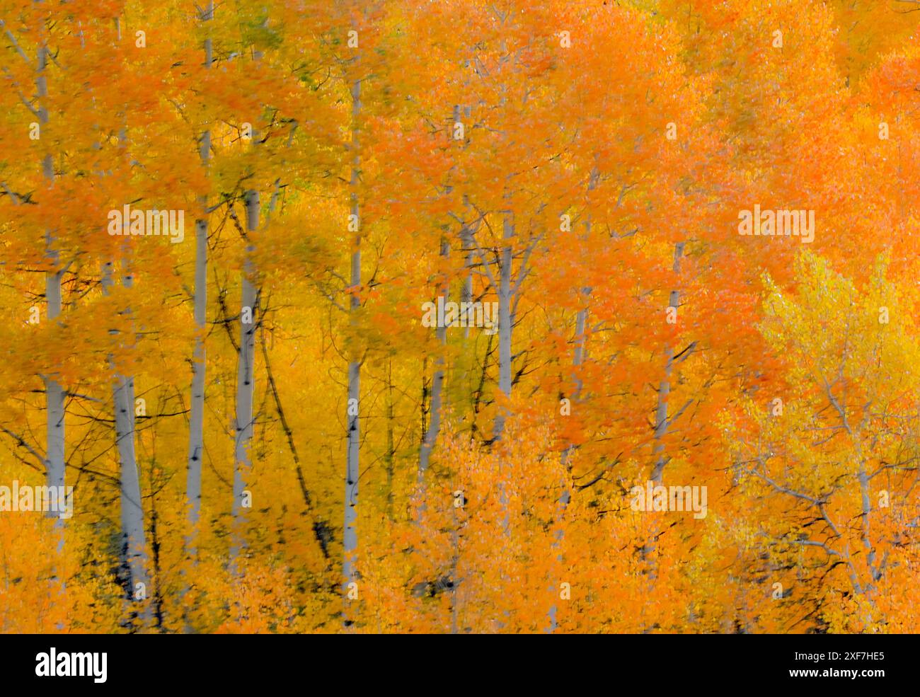 USA, Wyoming. Buffalo Valley Road und Buffalo Fork River mit Herbstfarben auf orangefarbenem Aspenhain Stockfoto
