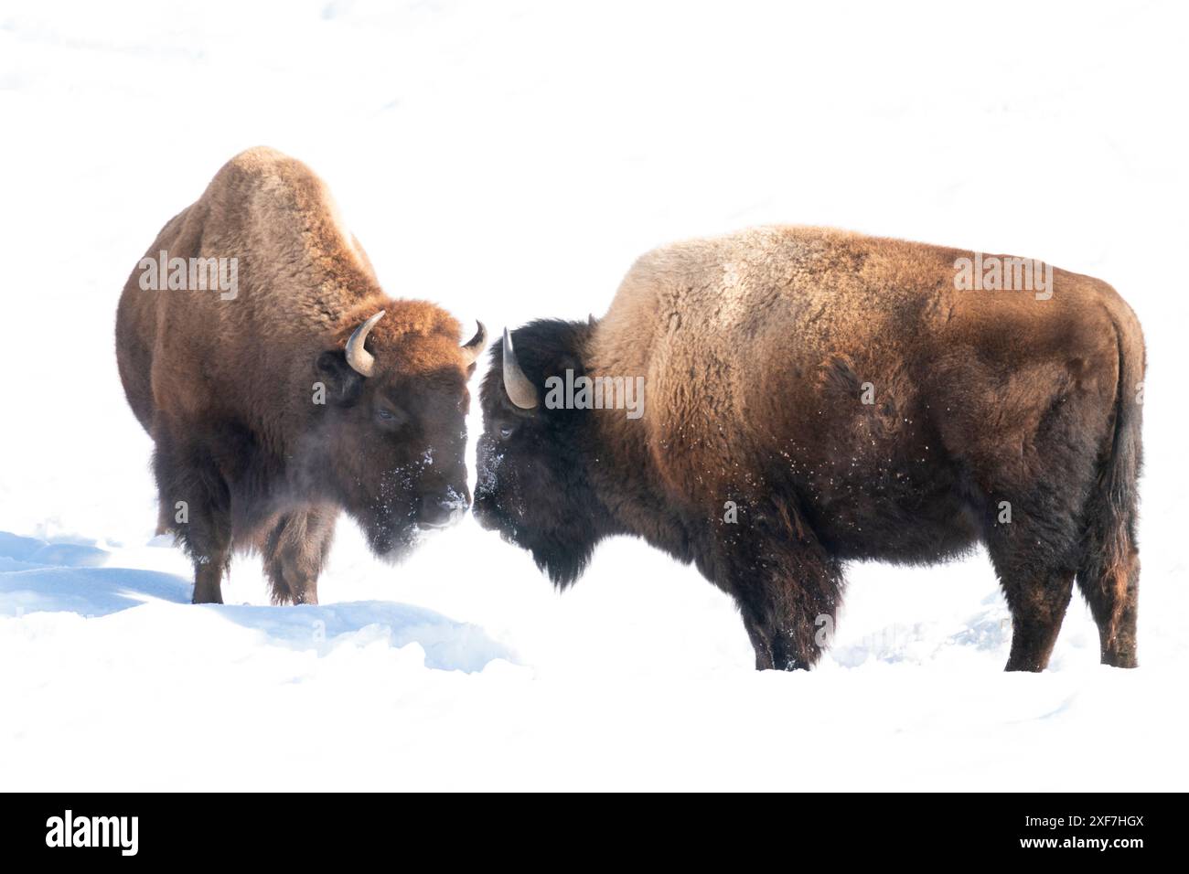 USA, Wyoming, Yellowstone National Park. Zwei Bisons stehen einander gegenüber. Stockfoto