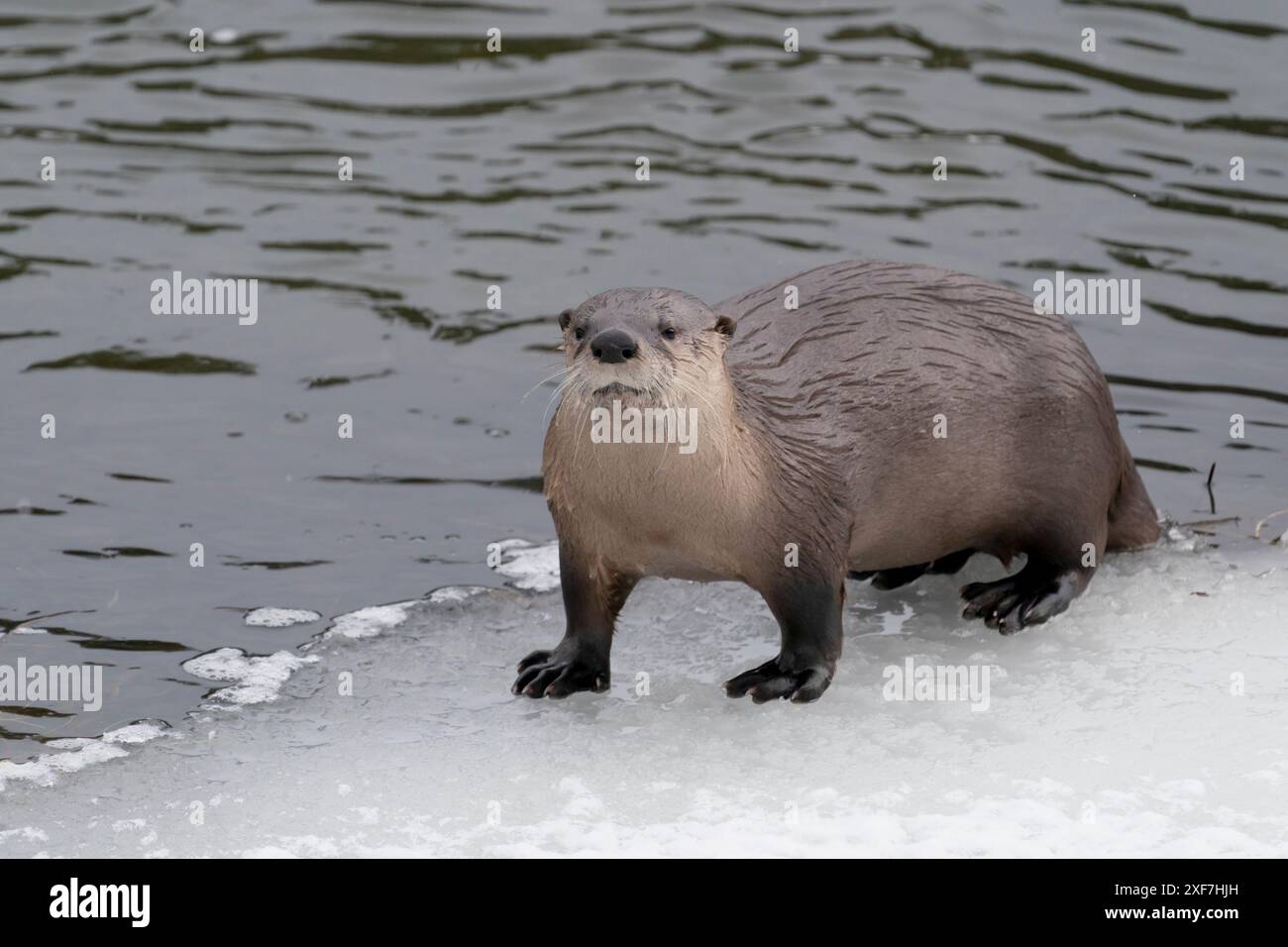 USA, Wyoming, Yellowstone National Park. Porträt eines Flussotters, der aus dem Fluss bis zum eisigen Rand kommt. Stockfoto