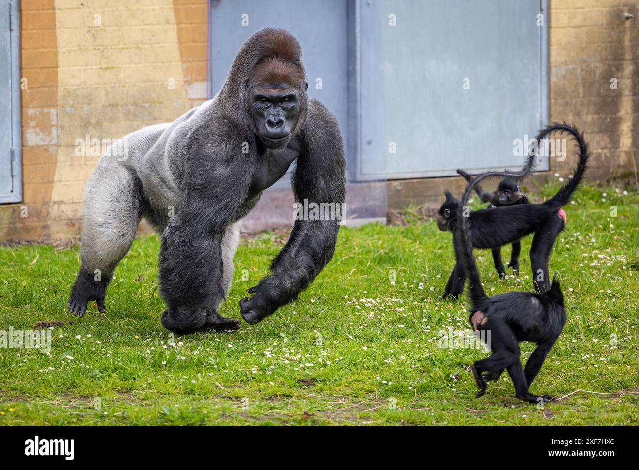 Ein Gorilla aus dem westlichen Tiefland, der wütend auf schwarzem Mangabey auf grünem Gras in einem Zoo ist Stockfoto